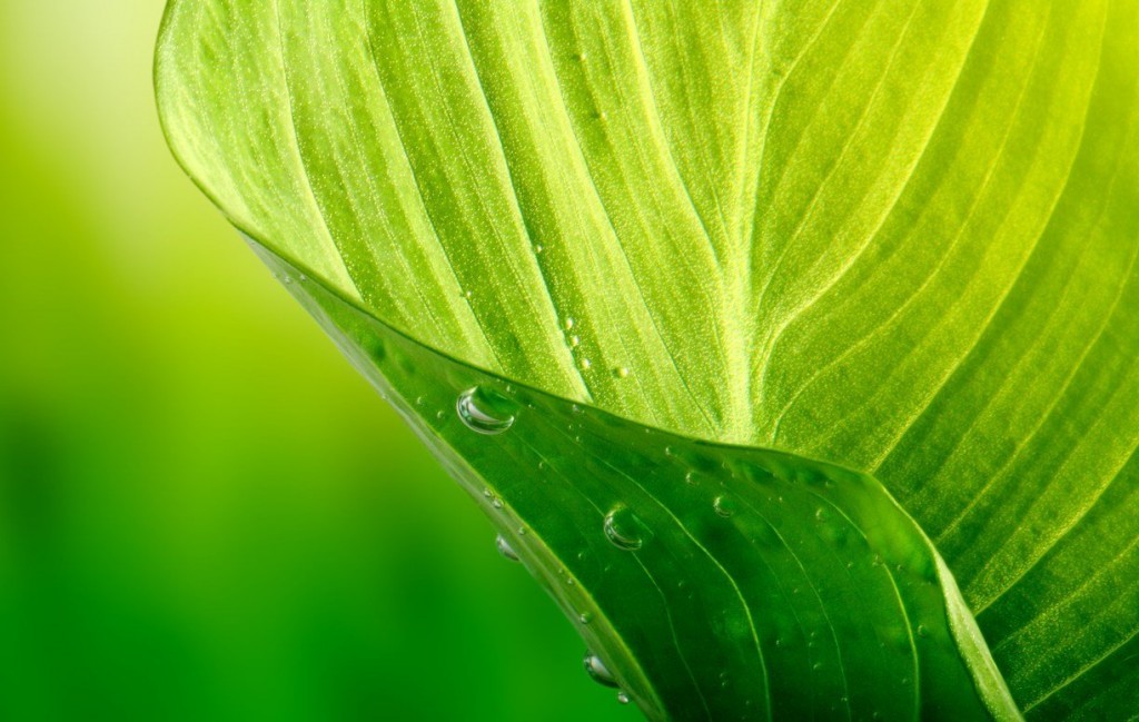 shutterstock_75059260