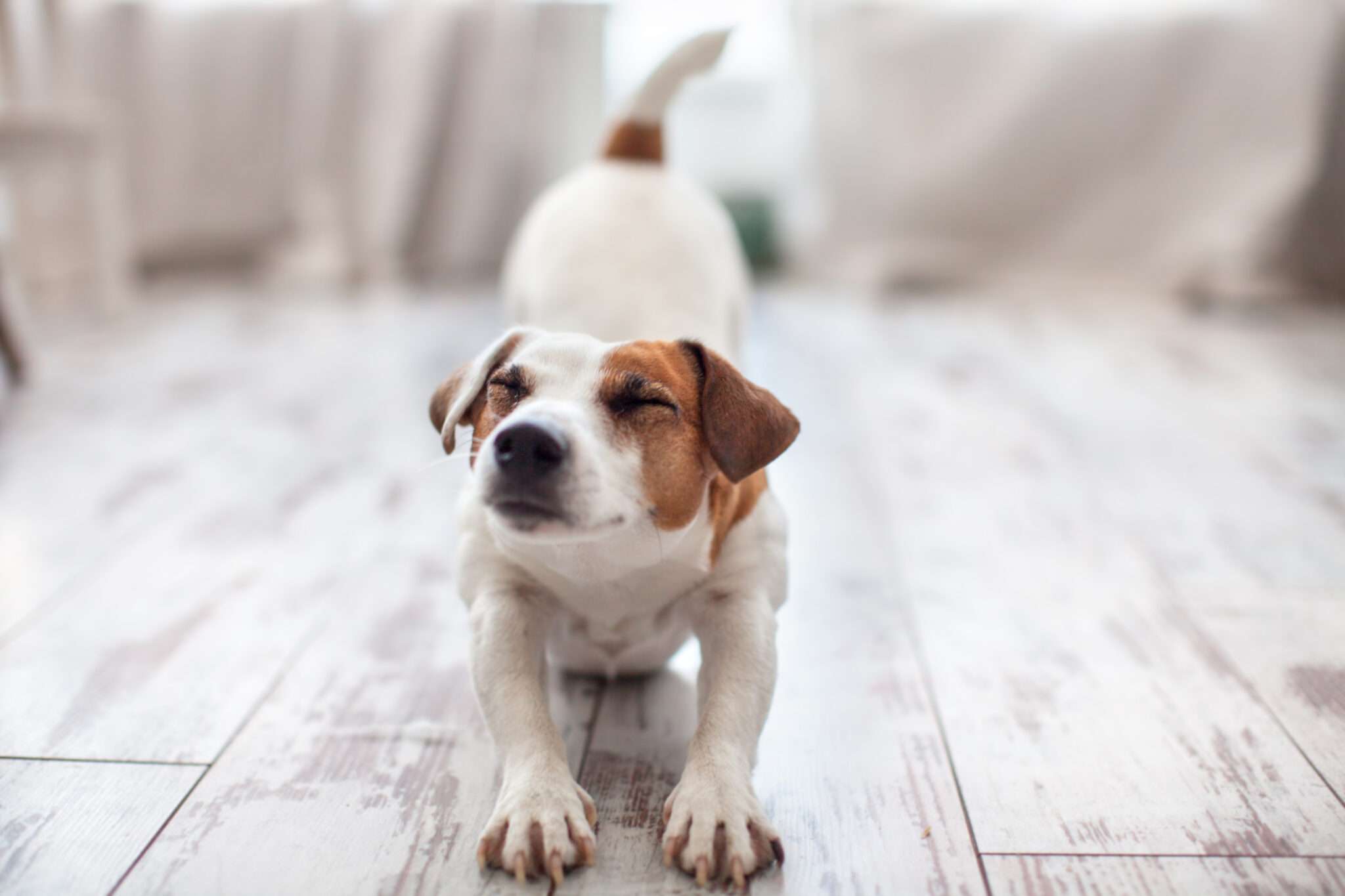 フランスの木の床に立つ茶色と白の犬。