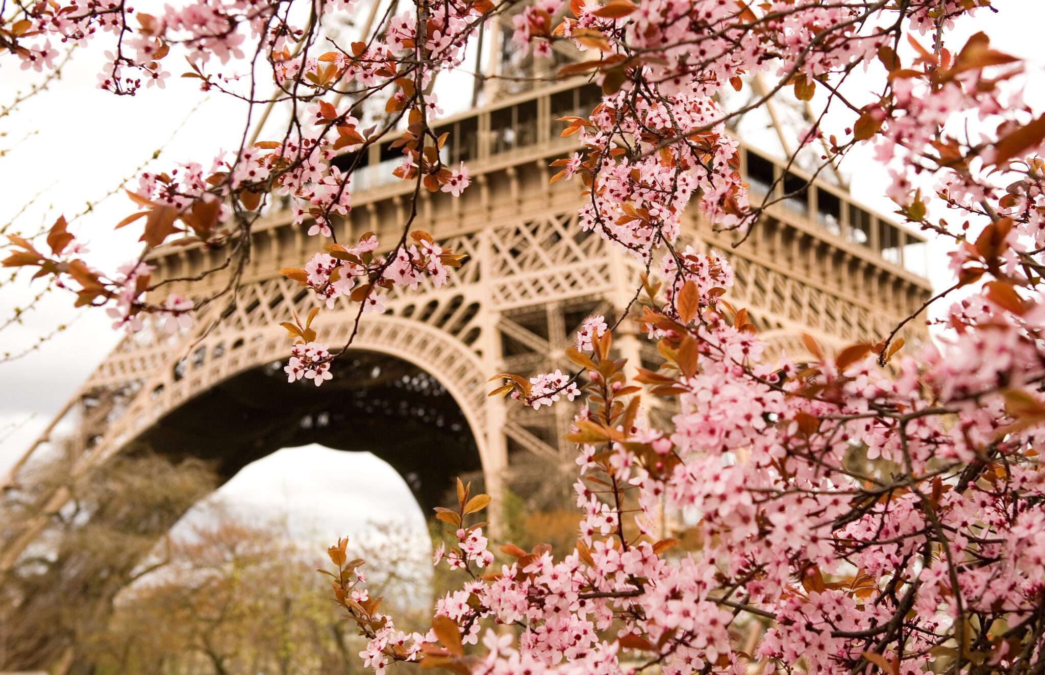 フランスのエッフェル塔はピンクの花々に囲まれています。