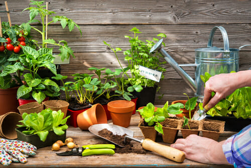 フランスで男性が木のテーブルに野菜を植えている。