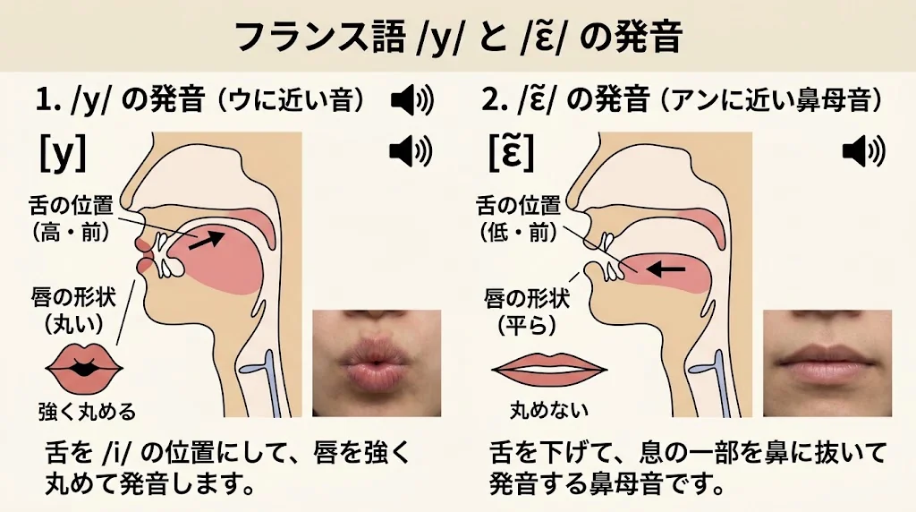 フランス語母音の唇の丸まりと調音位置を示す図解